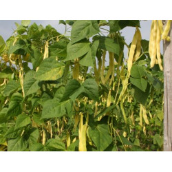 Stoksnijbonen Golden Gate (Biologisch) (71174) Stoksnijbonen Golden Gate (Biologisch) (71174)