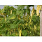 Stoksnijbonen Golden Gate (Biologisch) (71174)