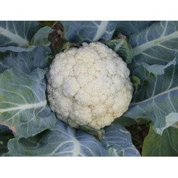Bloemkool Flora Blanca (Biologisch) (71445)