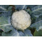 Bloemkool Flora Blanca (Biologisch) (71445)