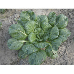 Tatsoi Asian sla (Biologisch) (71572) Tatsoi Asian sla (Biologisch) (71572)