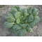 Tatsoi Asian sla (Biologisch) (71572)