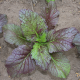 Bladmosterd Red Giant (Biologisch) (71575)