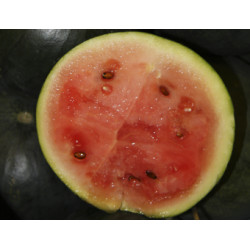 Watermeloen Sugar Baby (Biologisch) (72027)
