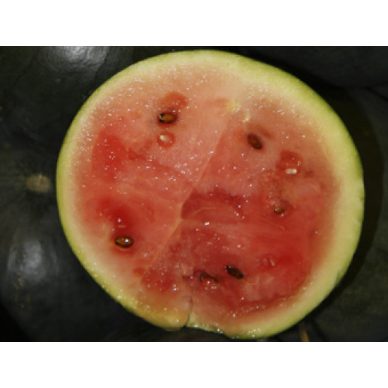 Watermeloen Sugar Baby (Biologisch) (72027)