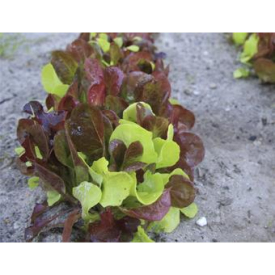 Mengsel Puur Sla Mesclun(Biologisch) (71827)