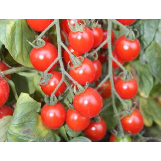 Tomaten Bartelly F1 (Biologisch) (71948)