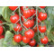 Tomaten Bartelly F1 (Biologisch) (71948)