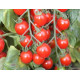 Tomaten Bartelly F1 (Biologisch) (71948)
