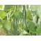 Komkommer Improved Telegraph (Biologisch) (71437)