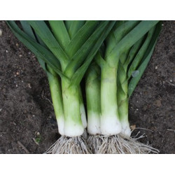 Prei, Herfstreuzen 2 (Biologisch) (71695)