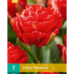 Tulp Pamplona (7 st.) Tulp Pamplona (7 st.)