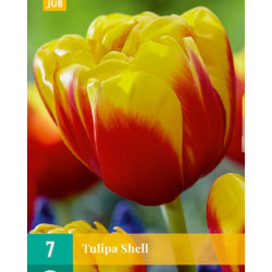 Tulp Shell (7 st.) Tulp Shell (7 st.)