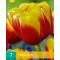 Tulp Shell (7 st.)