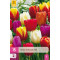 Tulp Triumph Mix (15 st.)