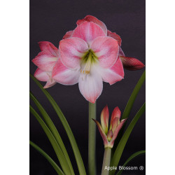 Amaryllis mt. 36-38 Apple Blossom Amaryllis mt. 36-38 Apple Blossom