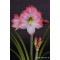Amaryllis mt. 36-38 Apple Blossom