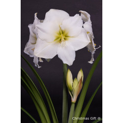 Amaryllis mt. 36-38 Wit Amaryllis mt. 36-38 Wit