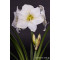Amaryllis mt. 36-38 Wit