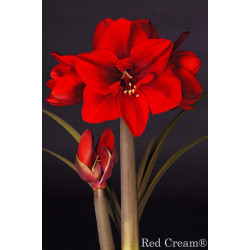 Amaryllis mt. 36-38 Rood Amaryllis mt. 36-38 Rood