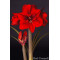 Amaryllis mt. 36-38 Rood