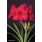 Amaryllis mt. 36-38 Rose