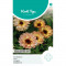 (40840) Goudsbloem Touch of Red Buff