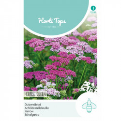 (52490) Duizendblad Cerise Queen