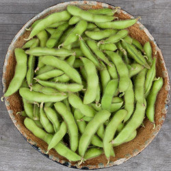 (71340) Sojaboon Edamame 'Chiba Green' (biologisch) (71340) Sojaboon Edamame 'Chiba Green' (biologisch)