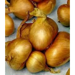 (29392) Sjalotten Golden Gourmet (500 gr) (leverbaar vanaf 1 februari)