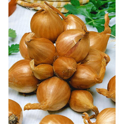 (29401) Sjalotten Red Sun (250 gr) (leverbaar vanaf 1 februari)