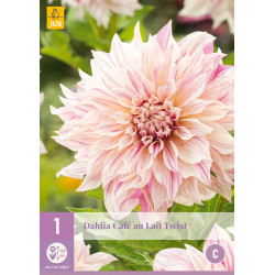 Dahlia Café au Lait Twist (1 st.) Dahlia Café au Lait Twist (1 st.)