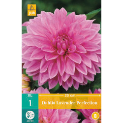 Dahlia lavender Perfection (1 st.) Dahlia lavender Perfection (1 st.)