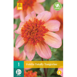 Dahlia Totally Tangerine (1 st.) Dahlia Totally Tangerine (1 st.)