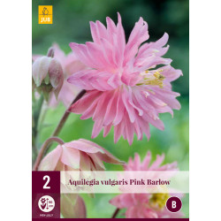 Aquilegia Pink Barlow (2 st.) Aquilegia Pink Barlow (2 st.)