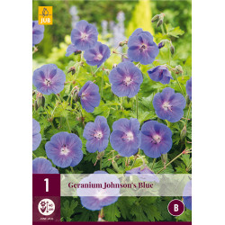 Geranium Johnson's Blue Geranium Johnson's Blue