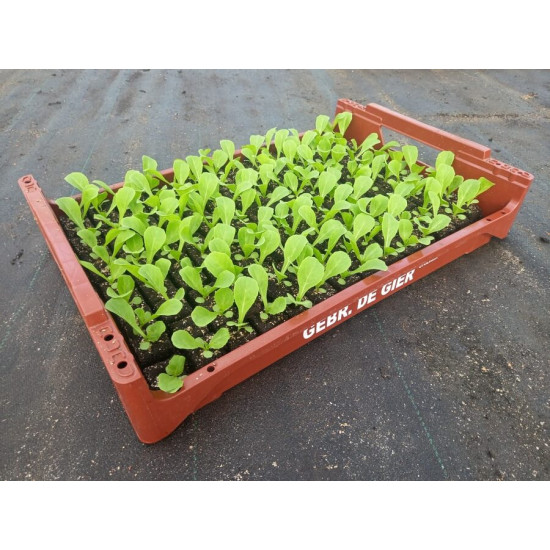 Plantjes Andijvie Plantjes Andijvie