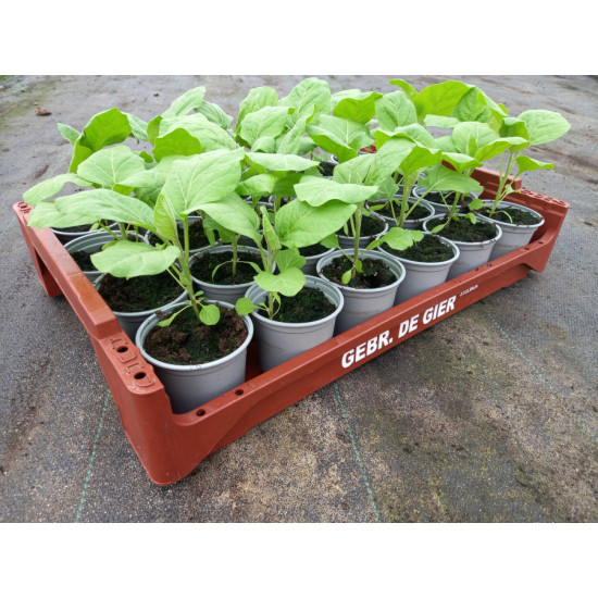 Plantjes Aubergine Plantjes Aubergine