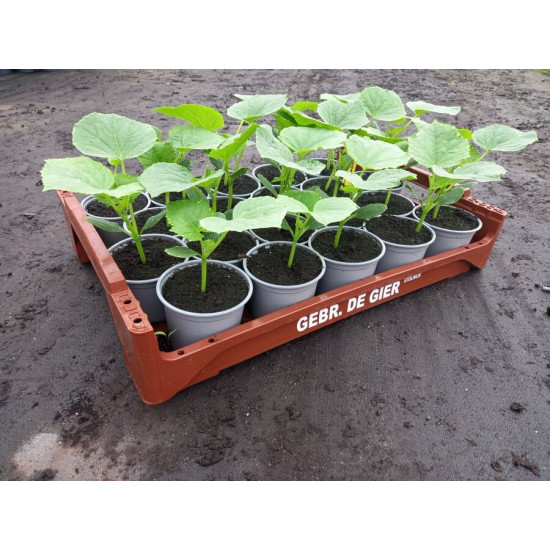 Plantjes Augurk Plantjes Augurk
