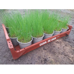Plantjes Bieslook