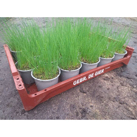 Plantjes Bieslook Plantjes Bieslook