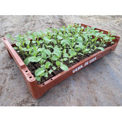 Plantjes Bloemkool