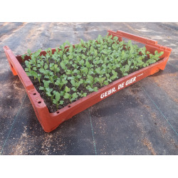 Plantjes Broccoli