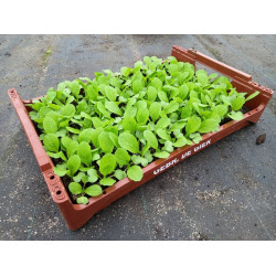 Plantjes Chinese kool