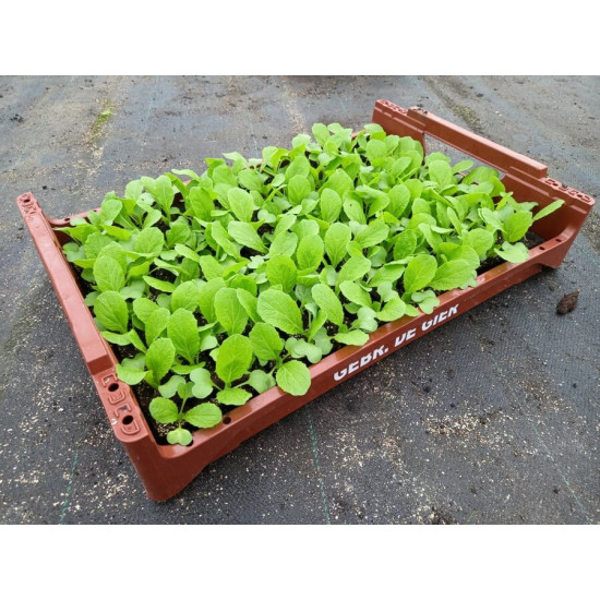Plantjes Chinese kool