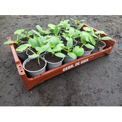 Plantjes Courgette lang groen