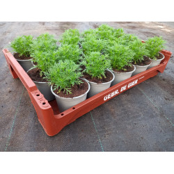 Plantjes Dropplant