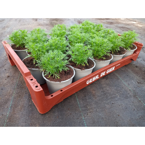 Plantjes Dropplant Plantjes Dropplant
