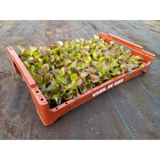 Plantjes Eikenbladsla rood