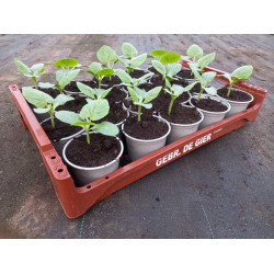 Plantjes Flespompoen geel Plantjes Flespompoen geel